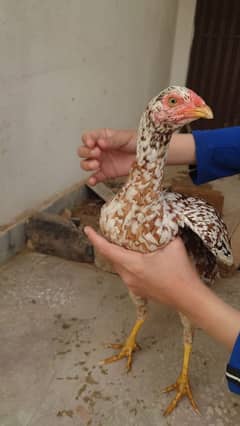 Aseel Mianwali 7months Hen for sale