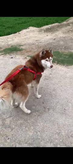 Siberian Husky Male Dog For Sale