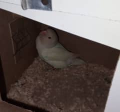 0327-0277654/cage/love bird/parrot/albino/cremino/decino//pastel/par b