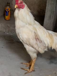 hirra male for Sale/03096209027