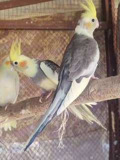 cockatiel pied red eyes