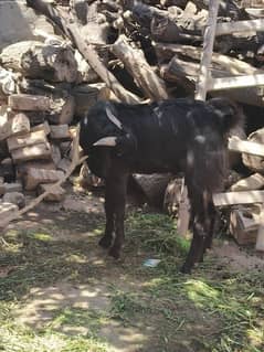 Bakra from sale