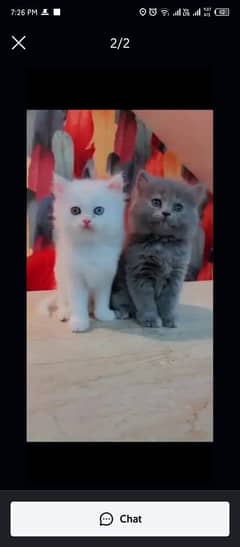 Persian cat for sale male or female my WhatsApp03293556132