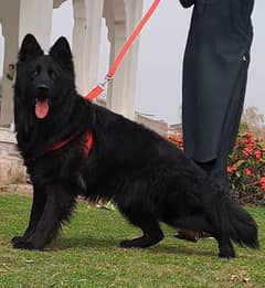 black German Shepard long hair male / heavy bone king size Shepard