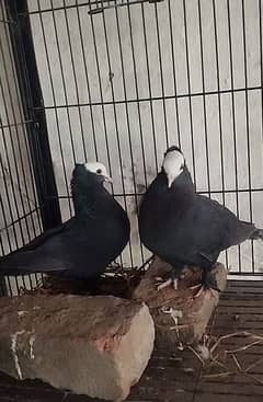 Black Mukhi and Black tail breeder pairs 03355466358