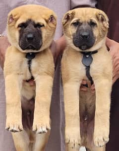 KURDISH KANGAL PAIR FOR SALE SECURITY DOGS