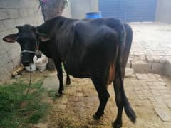 Milking cow for sale (Doodh deny Wali gaye)