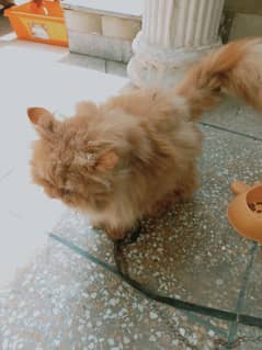 persian triple coat male cat up for sale