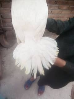 Heera aseel pair for sale