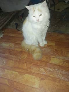 Persian cat on paid adoption