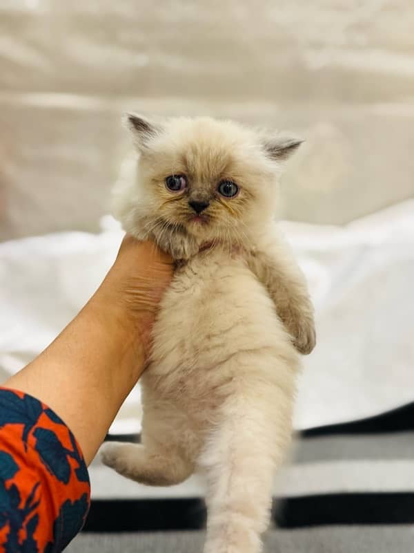 PURE PUNCH FACE PERSIAN KITTEN 2