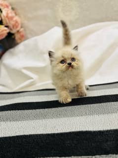 PURE PUNCH FACE PERSIAN KITTEN