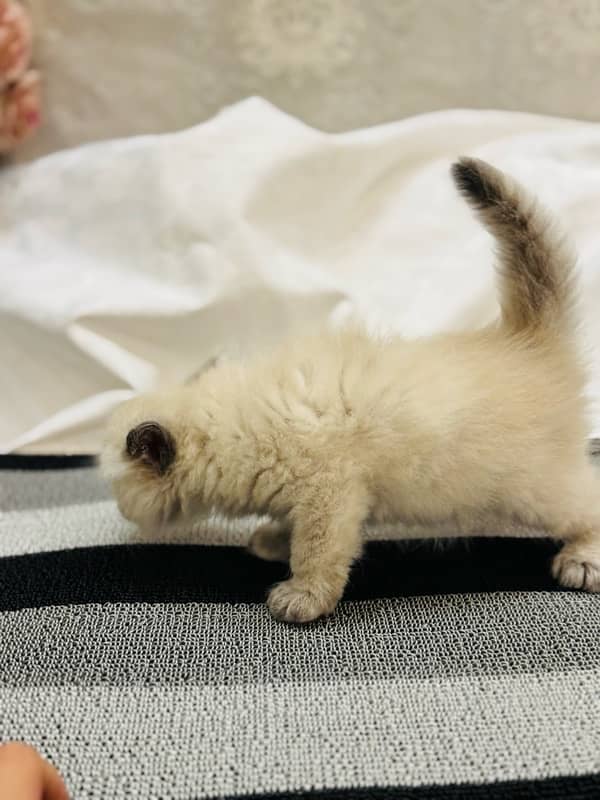 PURE PUNCH FACE PERSIAN KITTEN 4