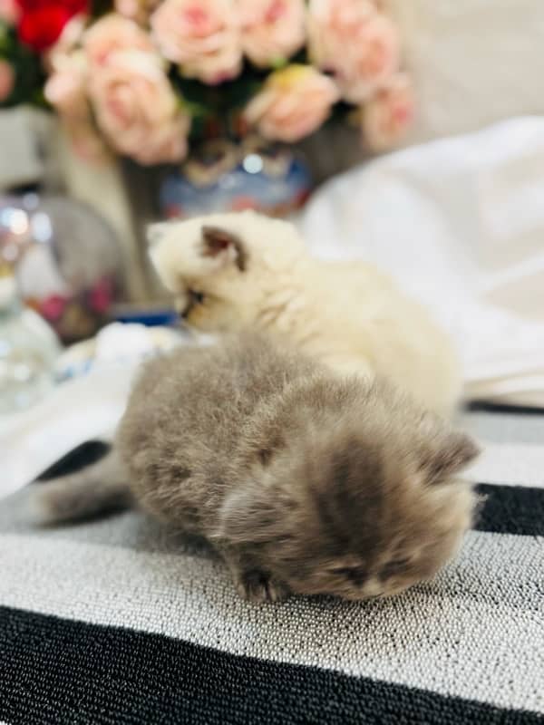 PURE PUNCH FACE PERSIAN KITTEN 5