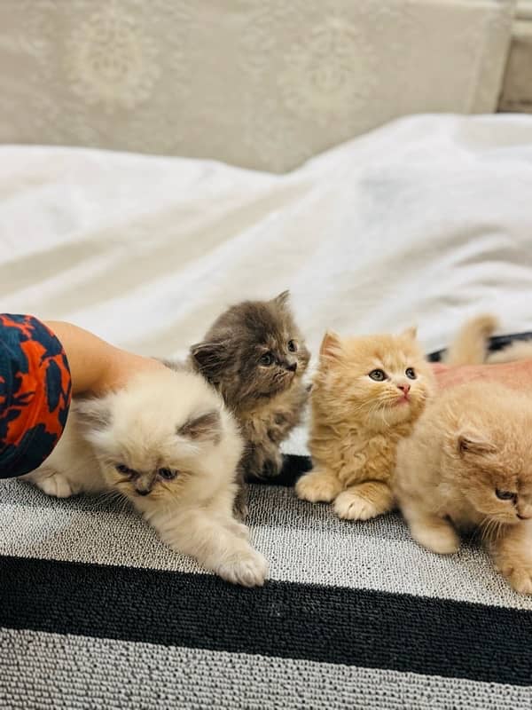 PURE PUNCH FACE PERSIAN KITTEN 8