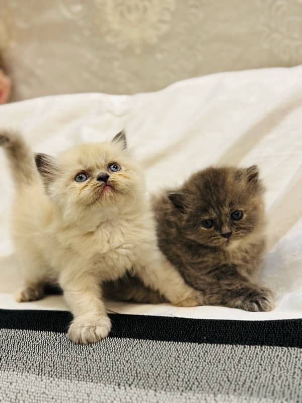 PURE PUNCH FACE PERSIAN KITTEN 10