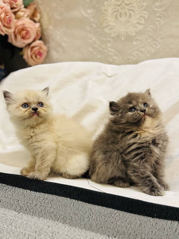PURE PUNCH FACE PERSIAN KITTEN 9