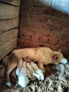 pista dogs new born