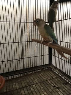 2 Pair Cinnamon Conure & 1 Pair Green Cheek Conure. conor bird