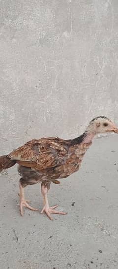 Aseel chicks Available