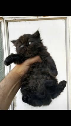 Adorable Jet Black Persian kitten