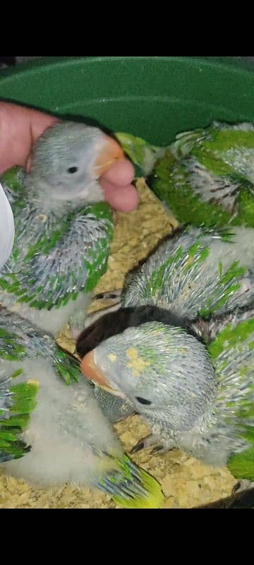 Raw parrot chicks 0