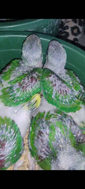 Raw parrot chicks 1