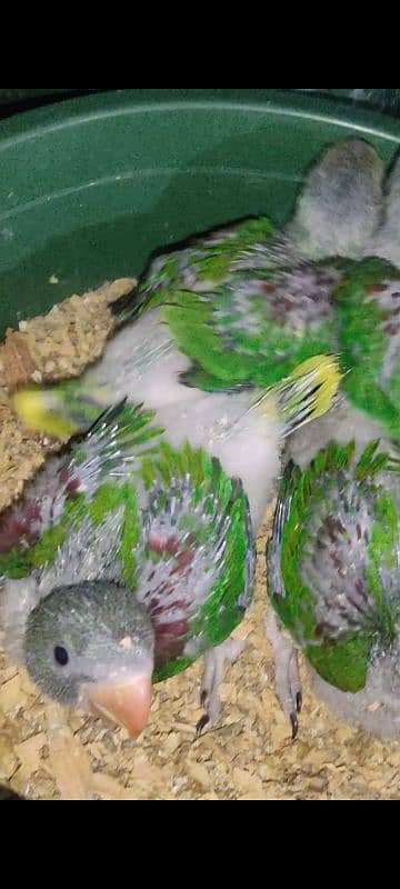 Raw parrot chicks 2