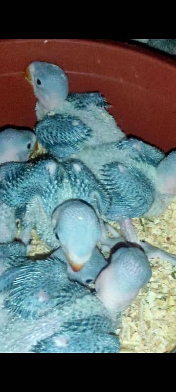 Raw parrot chicks 3