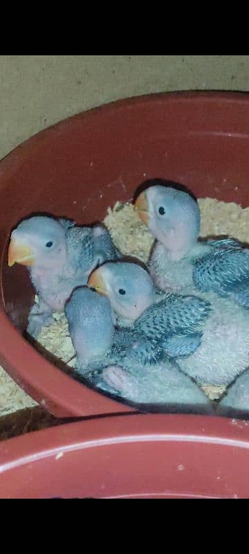 Raw parrot chicks 4