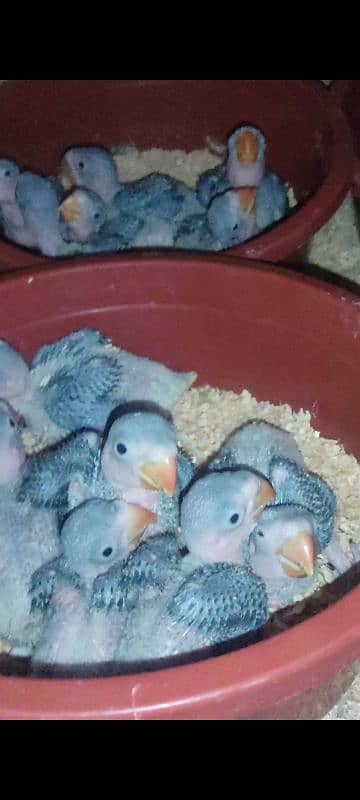 Raw parrot chicks 6