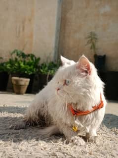 Persian cat