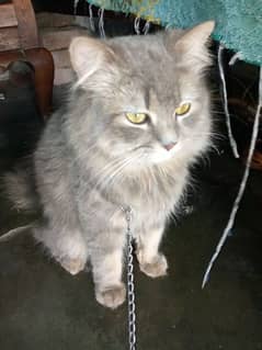 Gray Persian Male Cat