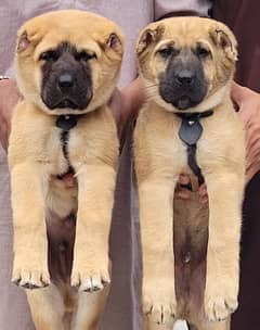 kurdish kangal pair security dogs 2 months for sale