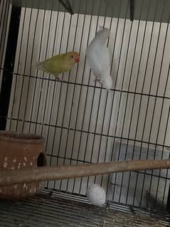 albino split ino & cremino