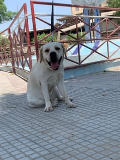 British Labrador Male