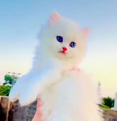 Persian beautiful Cat for sale/0320/69/30/694 my WhatsApp number