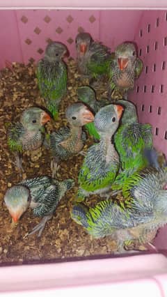 Ring Neck Chicks Available Top Quality