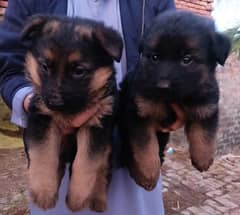 pair of pure german shepherd