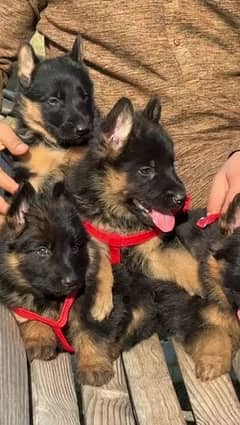 German shepherd puppies Double Coat Whatsapp 03221185228