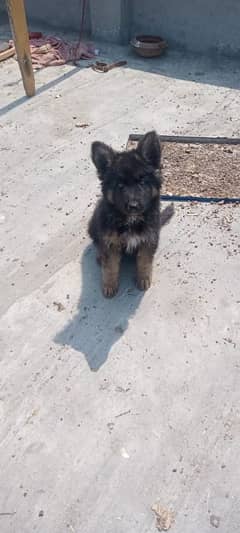 German shepherd