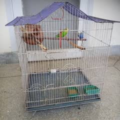 1 pair parrot along with cage and 3 x breeding boxes (mutki)