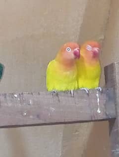 lovebird breeding pair full set-up for sale