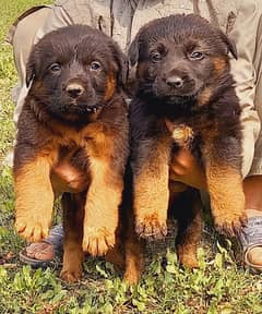 German shepherd pink pedigree puppies available for sale