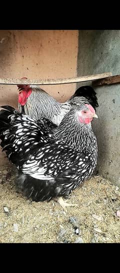 Wyandotte pair / hens / chicks / shamo / eggs / fancy / aseel / murga