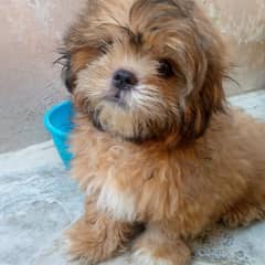 shihtzu puppy