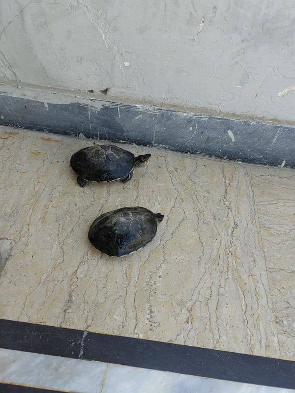 Australian Turtle. 0