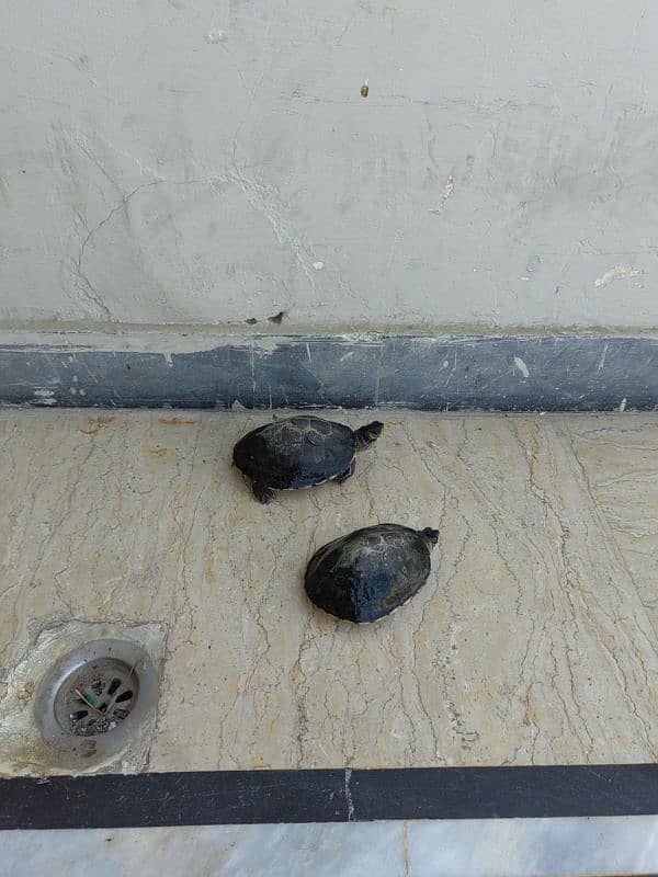 Australian Turtle. 4