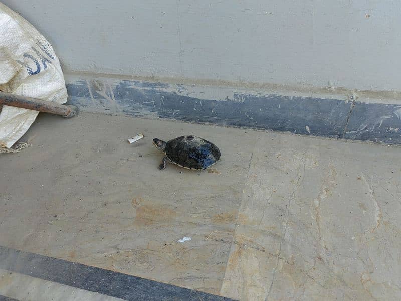 Australian Turtle. 6