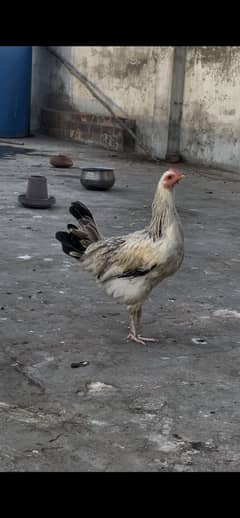 golden misri desi hen for sale